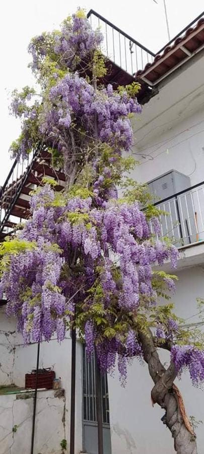 Villa Vacation House Dionysia Egio Exterior foto